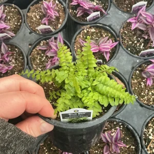 Boston Fern 'Blue Bell' Live Plant – Nephrolepis exaltata – 4.5