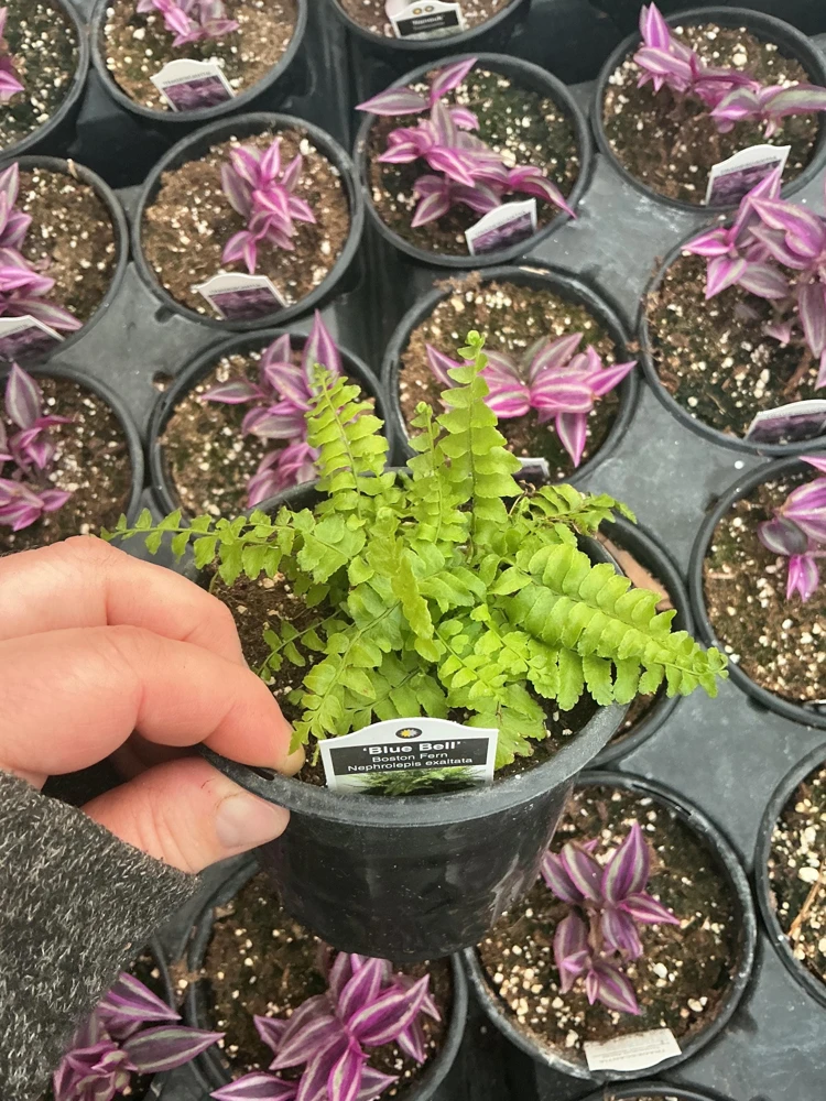 Boston Fern 'Blue Bell' Live Plant – Nephrolepis exaltata – 4.5" Pot – Indoor - Image 6