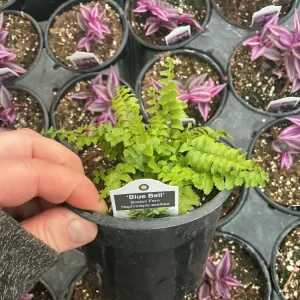 Boston Fern 'Blue Bell' Live Plant – Nephrolepis exaltata – 4.5
