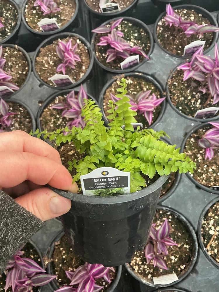 Boston Fern 'Blue Bell' Live Plant – Nephrolepis exaltata – 4.5" Pot – Indoor - Image 7
