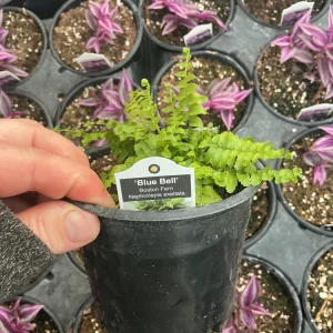 Boston Fern 'Blue Bell' Live Plant – Nephrolepis exaltata – 4.5