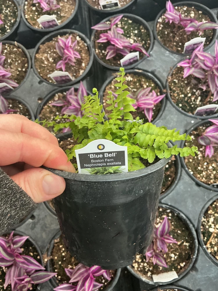 Boston Fern 'Blue Bell' Live Plant – Nephrolepis exaltata – 4.5" Pot – Indoor - Image 8