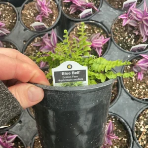 Boston Fern 'Blue Bell' Live Plant – Nephrolepis exaltata – 4.5