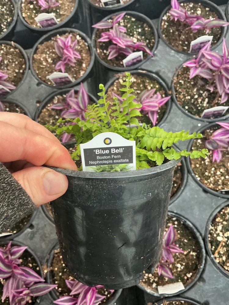 Boston Fern 'Blue Bell' Live Plant – Nephrolepis exaltata – 4.5" Pot – Indoor - Image 9