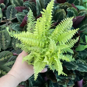 Boston Gold Fern Live Plant – 4.5 inch Nursery Pot – Indoor Houseplant - Image 2