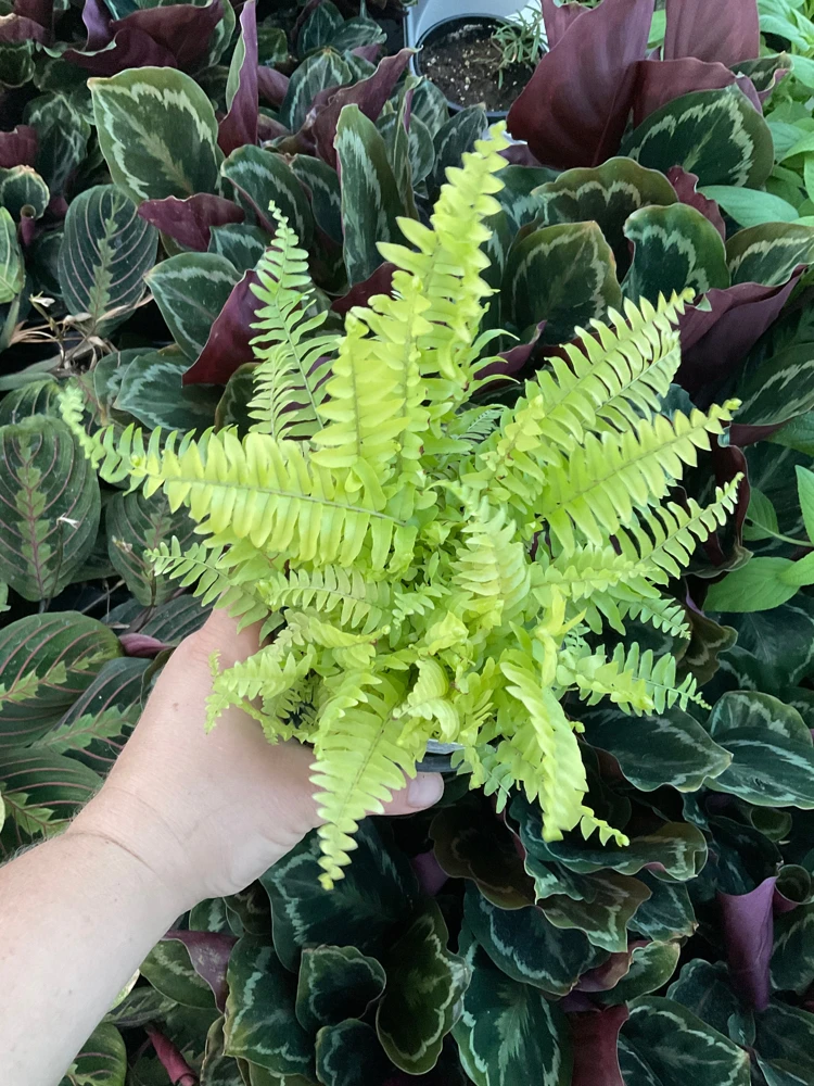 Boston Gold Fern Live Plant – 4.5 inch Nursery Pot – Indoor Houseplant - Image 2