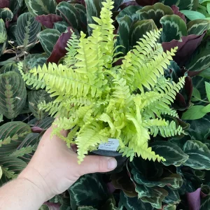Boston Gold Fern Live Plant – 4.5 inch Nursery Pot – Indoor Houseplant - Image 3