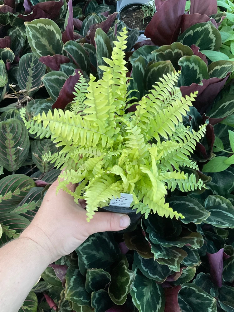 Boston Gold Fern Live Plant – 4.5 inch Nursery Pot – Indoor Houseplant - Image 3