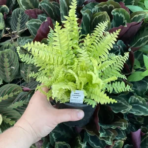 Boston Gold Fern Live Plant – 4.5 inch Nursery Pot – Indoor Houseplant - Image 4