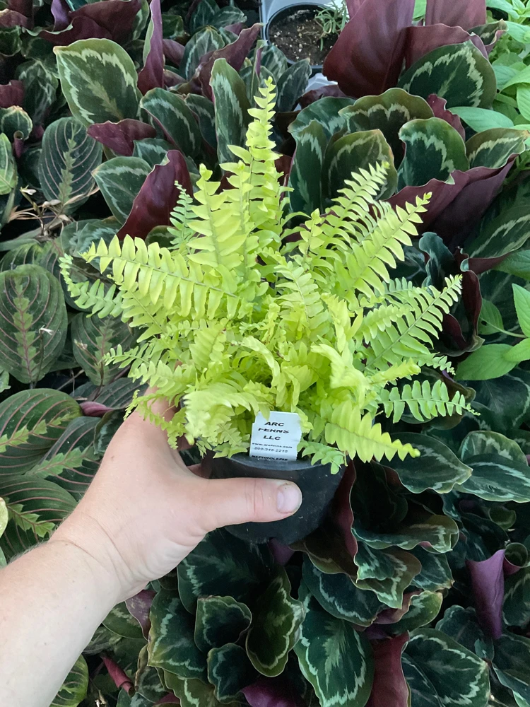 Boston Gold Fern Live Plant – 4.5 inch Nursery Pot – Indoor Houseplant - Image 4