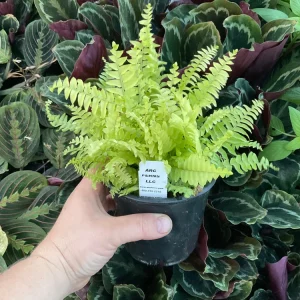 Boston Gold Fern Live Plant – 4.5 inch Nursery Pot – Indoor Houseplant - Image 5