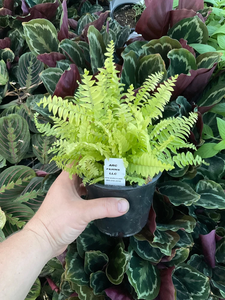 Boston Gold Fern Live Plant – 4.5 inch Nursery Pot – Indoor Houseplant - Image 5