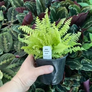 Boston Gold Fern Live Plant – 4.5 inch Nursery Pot – Indoor Houseplant - Image 6