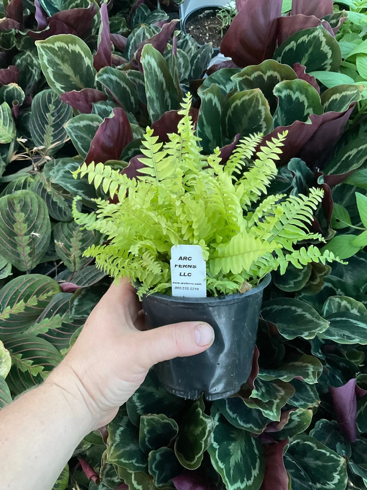 Boston Gold Fern Live Plant – 4.5 inch Nursery Pot – Indoor Houseplant - Image 6