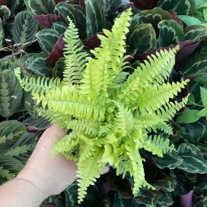 Boston Gold Fern Live Plant – 4.5 inch Nursery Pot – Indoor Houseplant - Image 1