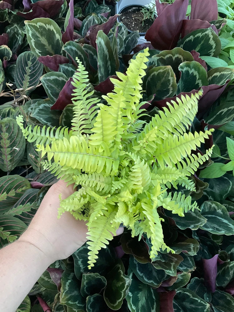 Boston Gold Fern Live Plant – 4.5 inch Nursery Pot – Indoor Houseplant - Image 1