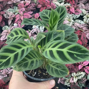 Calathea Zebrina Live Plant - 4.5