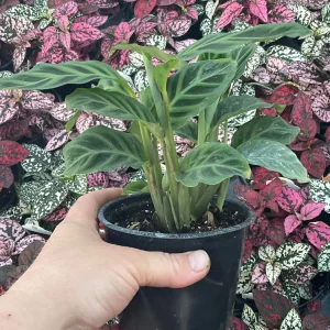 Calathea Zebrina Live Plant - 4.5