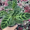Calathea Zebrina Live Plant - 4.5" Pot - Indoor Zebra Plant - Image 1