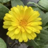 Calendula Cheers Yellow Seeds - Bright Yellow Annual Flower Seeds for Garden - Image 1