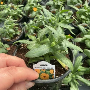 Calendula Powerdaisy Mango Live Plant – 4.5 inch Nursery Pot – Outdoor Flower - Image 10