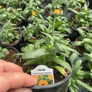 Calendula Powerdaisy Mango Live Plant – 4.5 inch Nursery Pot – Outdoor Flower - Image 11