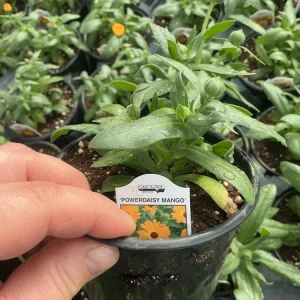 Calendula Powerdaisy Mango Live Plant – 4.5 inch Nursery Pot – Outdoor Flower - Image 12