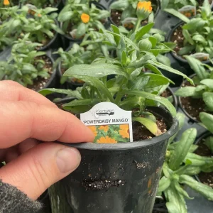 Calendula Powerdaisy Mango Live Plant – 4.5 inch Nursery Pot – Outdoor Flower - Image 13