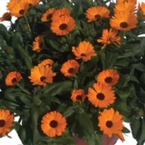 Calendula Powerdaisy Mango Live Plant – 4.5 inch Nursery Pot – Outdoor Flower - Image 2
