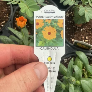 Calendula Powerdaisy Mango Live Plant – 4.5 inch Nursery Pot – Outdoor Flower - Image 3