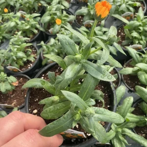 Calendula Powerdaisy Mango Live Plant – 4.5 inch Nursery Pot – Outdoor Flower - Image 5