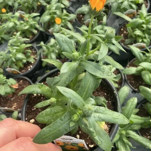 Calendula Powerdaisy Mango Live Plant – 4.5 inch Nursery Pot – Outdoor Flower - Image 6