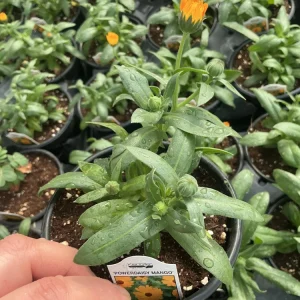 Calendula Powerdaisy Mango Live Plant – 4.5 inch Nursery Pot – Outdoor Flower - Image 7