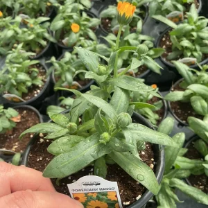Calendula Powerdaisy Mango Live Plant – 4.5 inch Nursery Pot – Outdoor Flower - Image 8