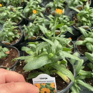 Calendula Powerdaisy Mango Live Plant – 4.5 inch Nursery Pot – Outdoor Flower - Image 9
