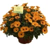Calendula Powerdaisy Mango Live Plant – 4.5 inch Nursery Pot – Outdoor Flower - Image 1