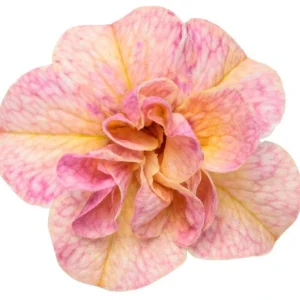 Calibrachoa Superbells Magic Double Grapefruit Live Plant - 4.5