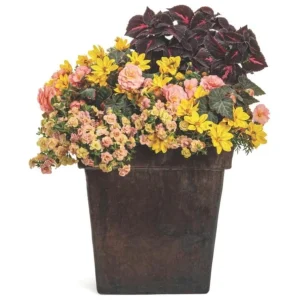 Calibrachoa Superbells Magic Double Grapefruit Live Plant - 4.5