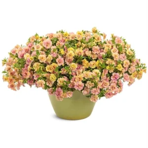 Calibrachoa Superbells Magic Double Grapefruit Live Plant - 4.5