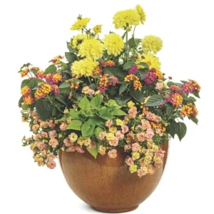 Calibrachoa Superbells Magic Double Grapefruit Live Plant - 4.5