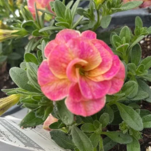 Calibrachoa Superbells Magic Double Grapefruit Live Plant - 4.5
