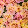 Calibrachoa Superbells Magic Double Grapefruit Live Plant - 4.5" Pot - Image 1