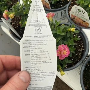 Calibrachoa Superbells Magic Double Grapefruit Live Plant - 4.5