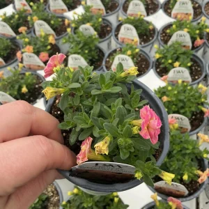Calibrachoa Superbells Magic Double Grapefruit Live Plant - 4.5