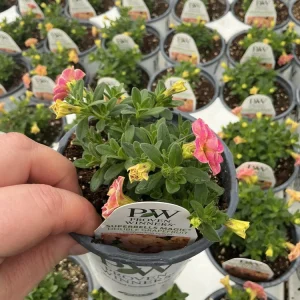 Calibrachoa Superbells Magic Double Grapefruit Live Plant - 4.5
