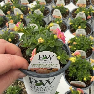 Calibrachoa Superbells Magic Double Grapefruit Live Plant - 4.5