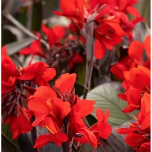 Canna Lily Cannova Bronze Scarlet Live Plant – 4.5 inch Pot – Outdoor Flowering - Image 2