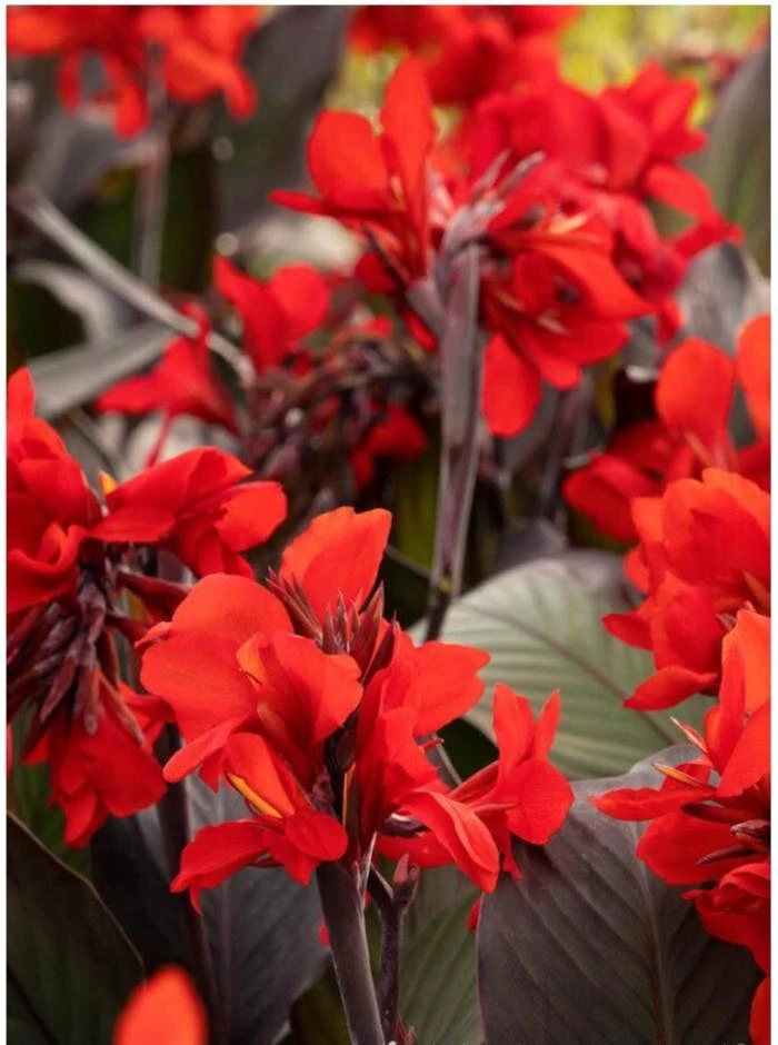 Canna Lily Cannova Bronze Scarlet Live Plant – 4.5 inch Pot – Outdoor Flowering - Image 2