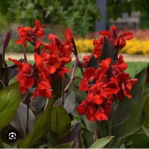 Canna Lily Cannova Bronze Scarlet Live Plant – 4.5 inch Pot – Outdoor Flowering - Image 4