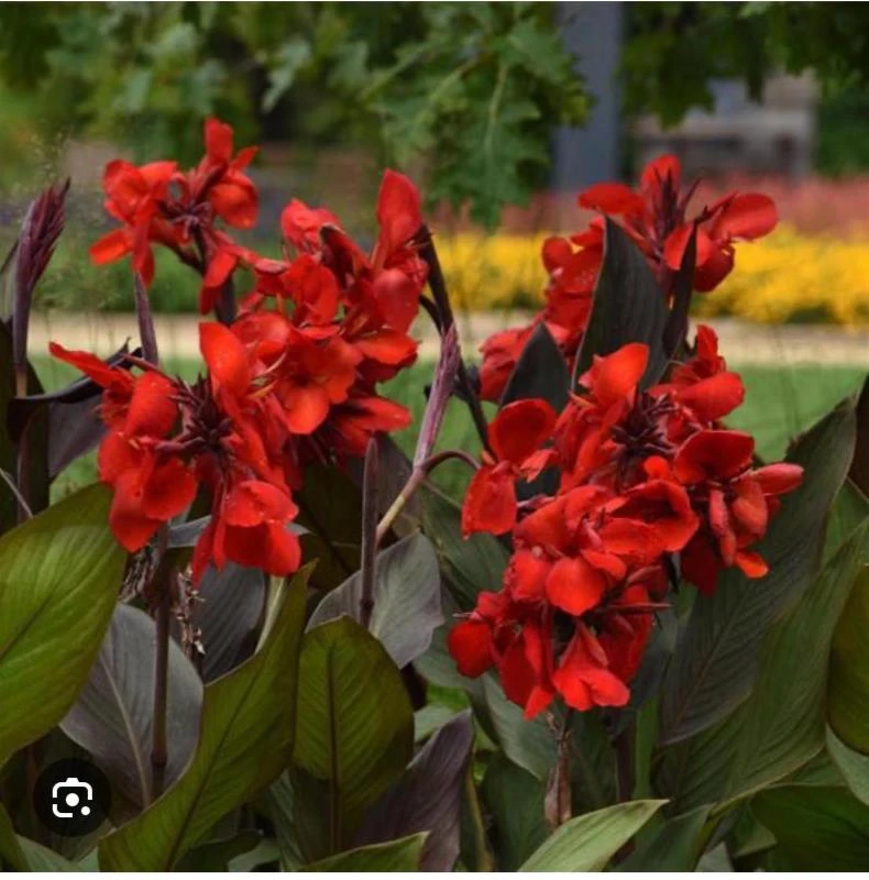 Canna Lily Cannova Bronze Scarlet Live Plant – 4.5 inch Pot – Outdoor Flowering - Image 4